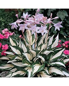 Хоста Огън и лед / Hosta Fire and Ice / 1 бр