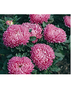 Астра / Callistephus chinensis dwarf Milady pink/ LG - 1 оп