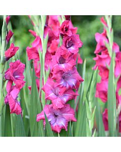 Гладиол Lumierre - Gladiolus large-flowered  'Lumierre - 1бр.