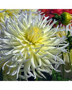 Далия /Dahlia cactus White Star/ 1 коренище