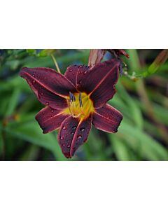 Хемерокалис Черен принц / Hemerocallis Black Prince / 1 бр 