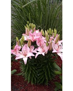 Лилиум азиатски Марлен / Lilium asiatic Marlenе /