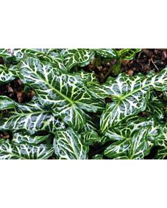 Арум italicum 'marmoratum' 4/6 - 1 бр