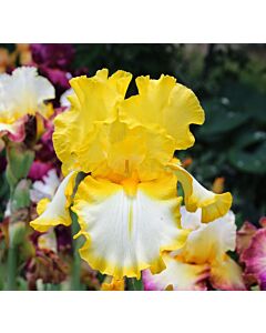 Ирис жълто с бяло / iris germanica fringed of gold / 1 оп