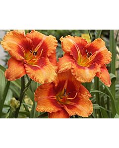 Хемерокалис Тигер / Hemerocallis Tigger / 1 бр