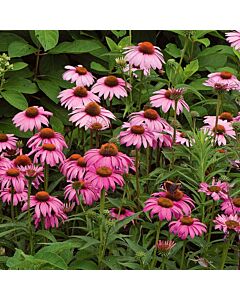 Ехинацея Магнус /  Echinacea Magnus / 1 бр 			