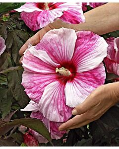 Хибискус XXL /Hibiscus XXL Koper King/-1 корен