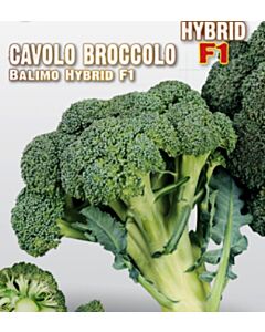 Семена Броколи Balimo "SG