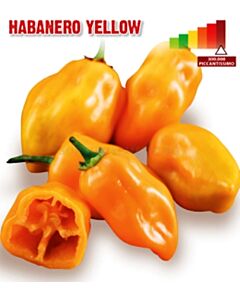 Семена Пикантен пипер Хабанеро (чушки) Habanero Yellow "SG