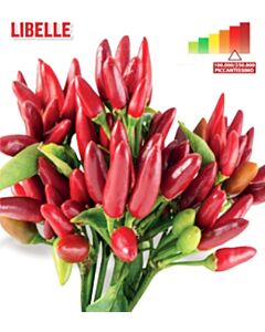 Семена Пикантен пипер Libelle "SG