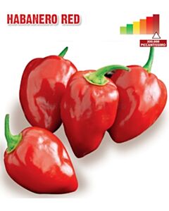 Семена Пикантен пипер Хабанеро (чушки) Habanero Red "SG