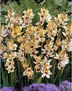Иксия /Ixia 'Marguette'/ 1 бр