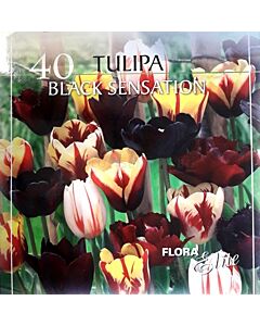 Лалета микс Black Sensation - 40 луковици