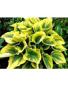 Хоста / Hosta Ivory Coast / 1 бр