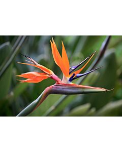 Стрелиция - Strelitzia - 1 бр.