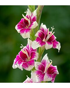Гладиол /Gladiolus Adrienne/ 