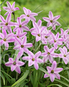 Ифейон /Ipheion uniflorum 'Tessa'/ 1 бр