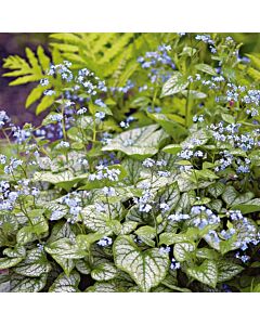 НОВО! Брунера /Brunnera Macrophylla/ 1 бр