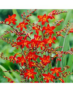 Крокосмия /Crocosmia 'Emberglow'/