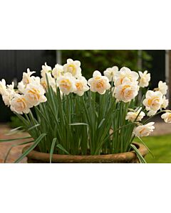 Нарцис /Narcissi double 'Bridal Crown'/ 1 бр