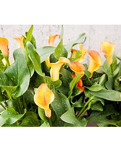 Кала /Zantedeschia Mercedes/ 1 бр