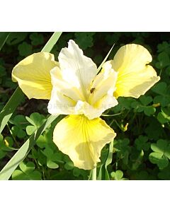 Ирис / Iris Siberica Summer Revels / 1 бр