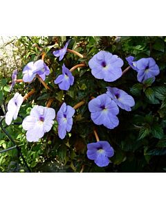 Ахименес hybride blue/-1 бр