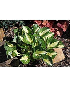 Хоста /HOSTA PATHFINDER	/ 1 бр