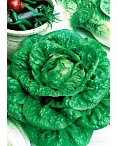 Семена Салата MORTARELLA VERDE D’INVERNO  SG