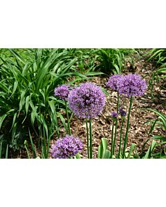 Декоративен лук aflatunense Purple Sensation - 1 бр.*