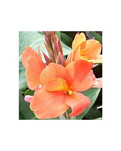 Канна /canna Peach blush/ 1 бр