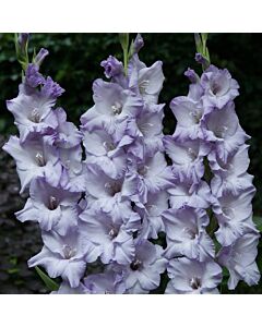 Гладиол / Gladiolus Sweet Blue /	 