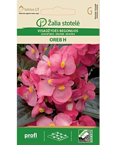 Бегония розова Ореб Хибрид / BEGONIA SEMPERFLORENS, OREB / SK - 50 семена