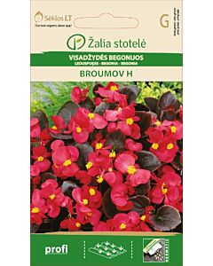 Бегония Брумов червена Хибрид / BEGONIA SEMPERFLORENS, BROUMOV / SK - 50 семена
