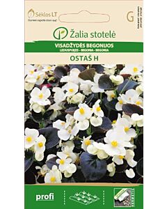 Бегония Остас бяла Хибрид /  BEGONIA SEMPERFLORENS, OSTAS H / SK - 50 семена