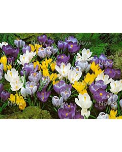 Минзухари вернус микс / Crocus vernus mix /