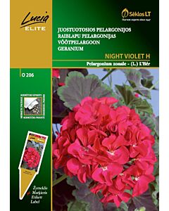 Мушкато Виолетова нощ Limited / GERANIUM, NIGHT VIOLET / SK - 7 семена