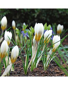 Минзухари  / Crocus chrysanthus 'Snowbunting' / 1 бр