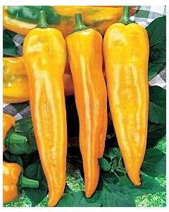 Семена пипер Corno di Toro Giallo' SG 1гр