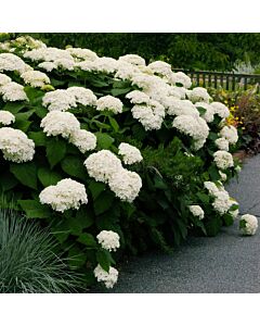 Хортензия бяла /Hydrangea Arborescens Annabelle / 1 бр фиданка			