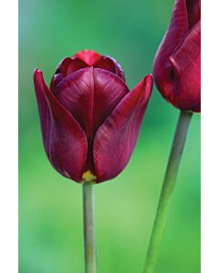 Лале /Tulip Jan Reus 11/12