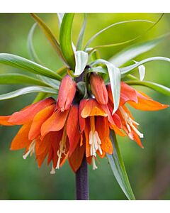 Фритилария /Fritillaria imperialis 'Orange Beauty''/ 1 бр