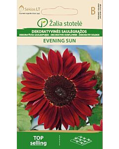 Декоративен слънчоглед бургунди /SUNFLOWER DECORATIVE, EVENING SUN/ SK - 2 г