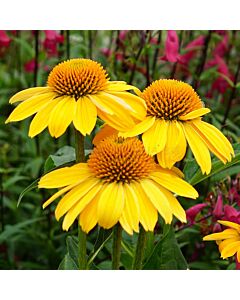 Ехинацея жълта /Echinacea Yellow/ 1 бр