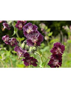 Здравец / Geranium phaeum / 1 бр
