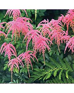 НОВО! Астилбе Щраузенфедер / ASTILBE STRAUSSENFEDER/