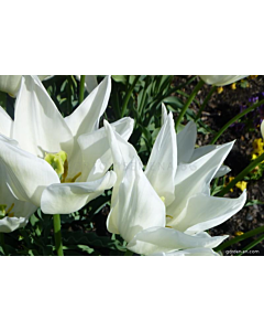 Лале Ballade White 1 бр