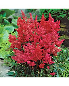 Астилбе / Astilbe Montgomery / 1 бр