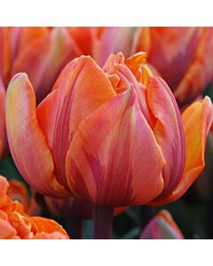 Лале Orange Princess/ 11/12