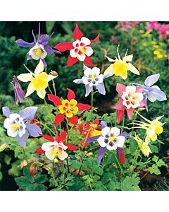 Аквилегия /Aquilegia Mckanna hybrids mix/ 1 оп- 3 бр